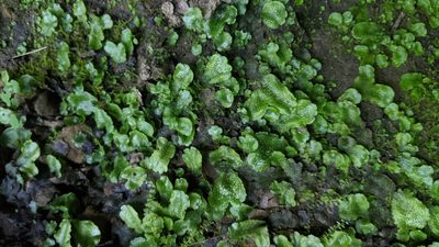 Conocephalum salebrosum, photographed by Jess Miller-Camp