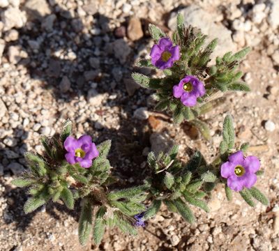 Nama hispida, photographed by Catherine C. Galley
