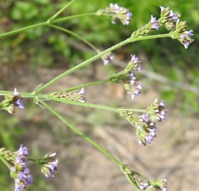 Verbena brasiliensis, photographed by saltyhiker