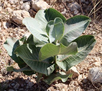 Asclepias latifolia, photographed by Catherine C. Galley