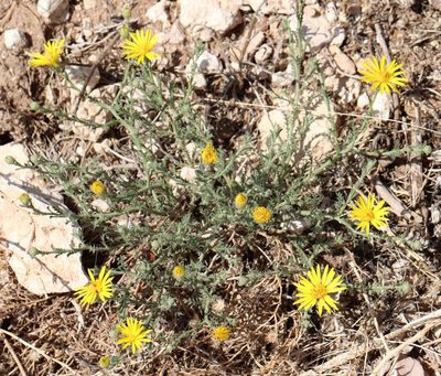 Xanthisma spinulosum, photographed by Catherine C. Galley