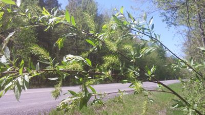 Salix bebbiana, photographed by Loopy30