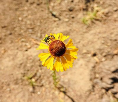 Helenium mexicanum, photographed by Oscar Alejandro Morales Juárez