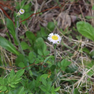 Erigeron pulchellus, photographed by Mark Apgar