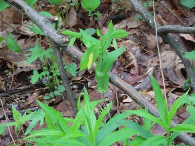 Uvularia perfoliata, photographed by Bruce Slater