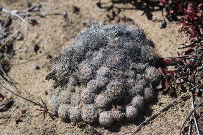 Pelecyphora vivipara, photographed by Rob Foster