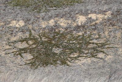 Juniperus horizontalis, photographed by Rob Foster