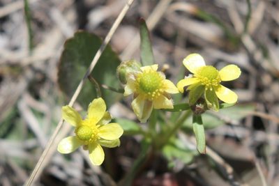 Ranunculus rhomboideus, photographed by Rob Foster