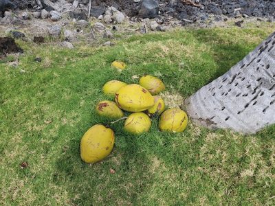 Cocos nucifera, photographed by Tyler Bishop