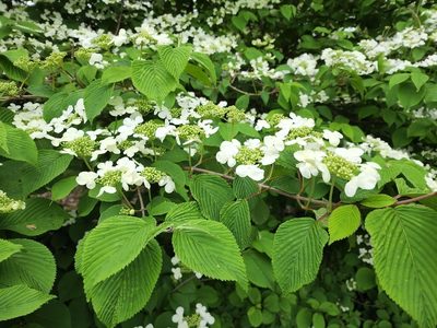 Viburnum plicatum, photographed by Peter A. Greenberg