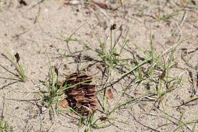 Carex duriuscula, photographed by Rob Foster