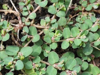 Euphorbia serpens, photographed by Tyler Bishop