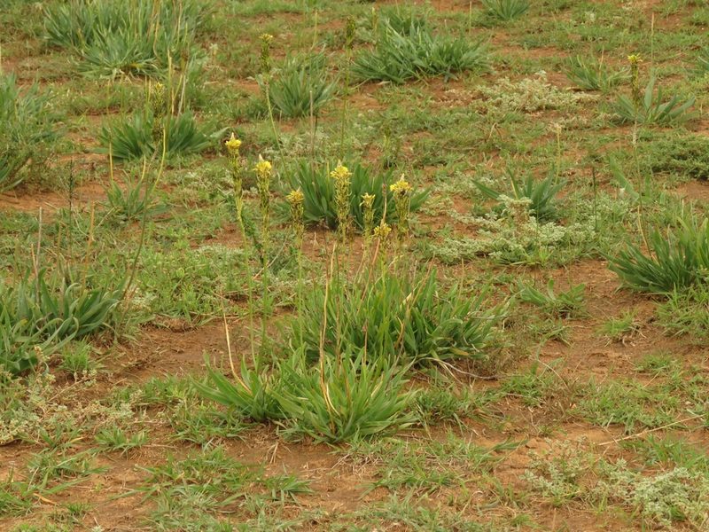 Bulbine narcissifolia, photographed by Christiaan Viljoen