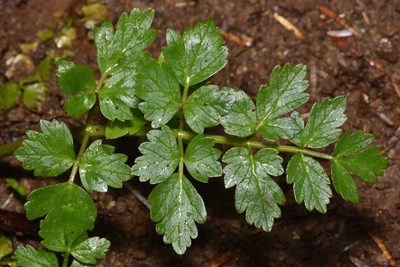 Oenanthe sarmentosa, photographed by Braden J. Judson