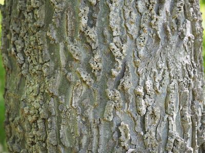 Celtis occidentalis, photographed by Clay Gibbons