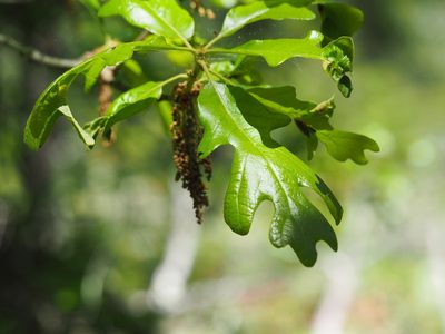 Quercus stellata, photographed by Clay Gibbons