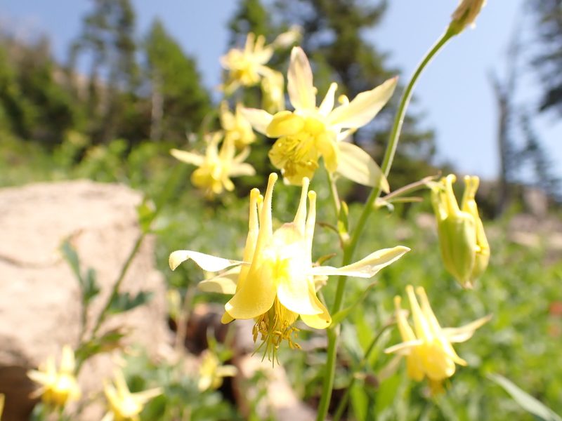 Aquilegia flavescens, photographed by Matt Lavin