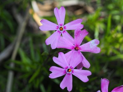 Phlox subulata, photographed by Clay Gibbons