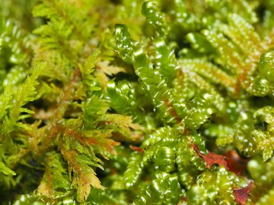 Callicladium imponens, photographed by Clay Gibbons