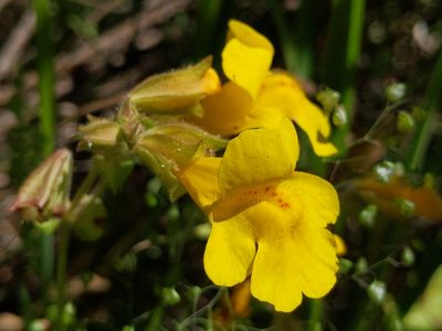 Erythranthe guttata, photographed by Ken-ichi Ueda