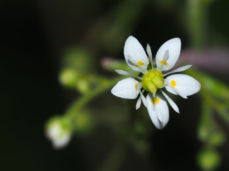 Micranthes micranthidifolia, photographed by Clay Gibbons