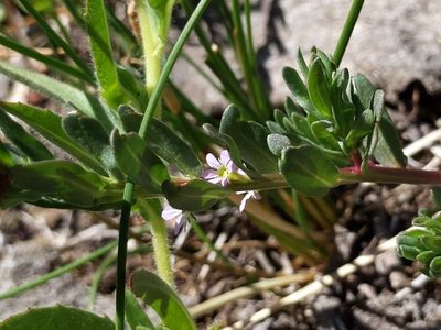 Lythrum hyssopifolia, photographed by Ken-ichi Ueda
