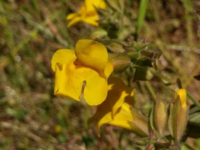 Erythranthe guttata, photographed by Ken-ichi Ueda
