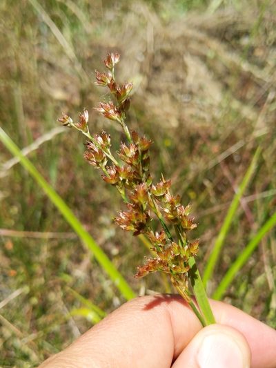 Juncus xiphioides, photographed by Ken-ichi Ueda
