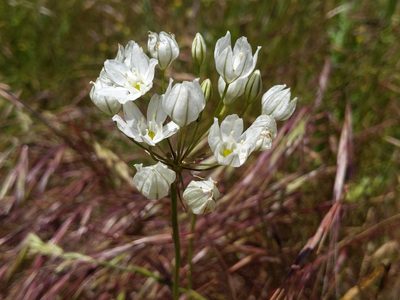 Triteleia hyacinthina, photographed by Ken-ichi Ueda