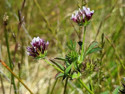 Trifolium variegatum, photographed by Ken-ichi Ueda
