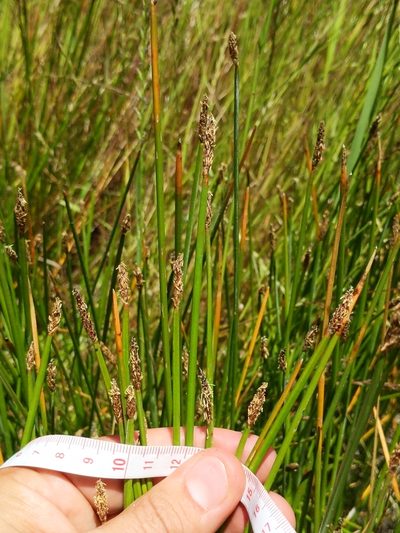 Eleocharis macrostachya, photographed by Ken-ichi Ueda