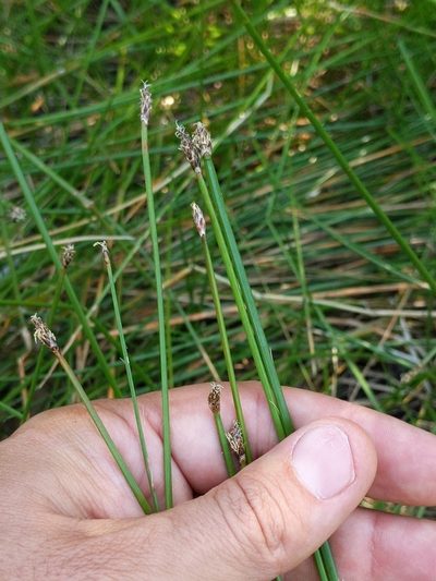 Eleocharis macrostachya, photographed by Ken-ichi Ueda