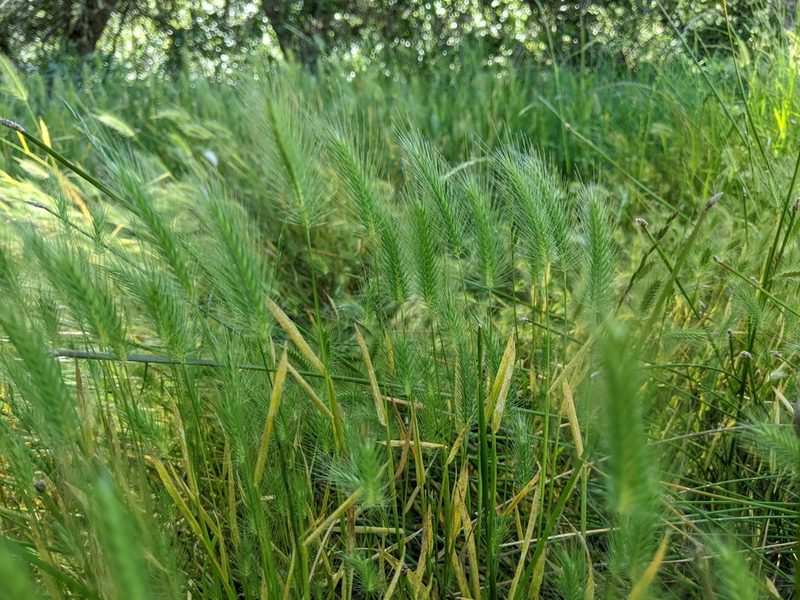 Hordeum marinum, photographed by Ken-ichi Ueda