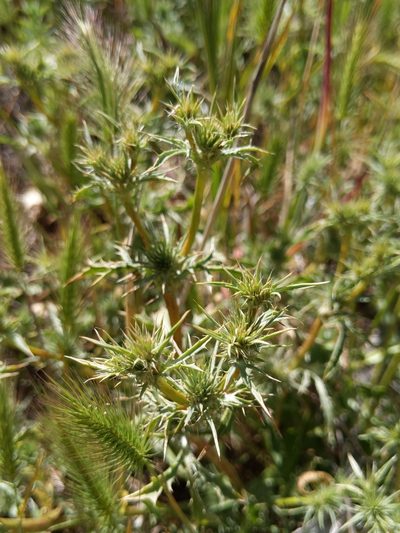 Eryngium castrense, photographed by Ken-ichi Ueda