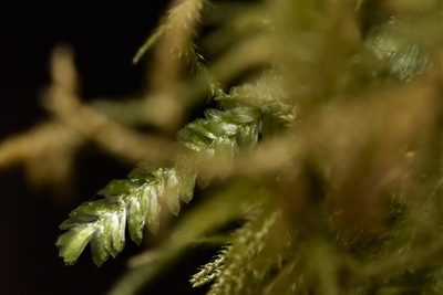 Dannorrisia bigelovii, photographed by Braden J. Judson