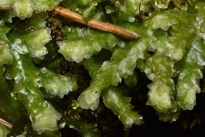 Hookeria lucens, photographed by Braden J. Judson