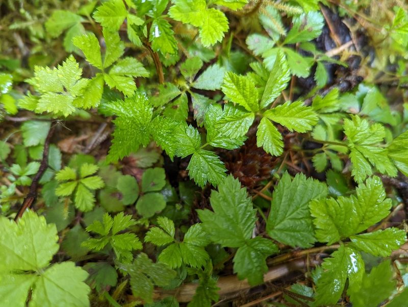Rubus pedatus, photographed by Braden J. Judson