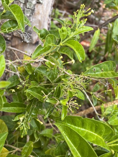Aegiphila caymanensis, photographed by caymanmatt