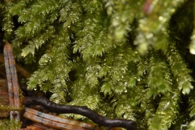 Pseudotaxiphyllum elegans, photographed by Braden J. Judson
