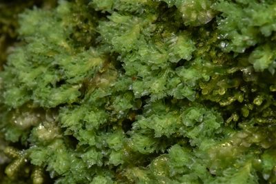 Schistochilopsis incisa, photographed by Braden J. Judson