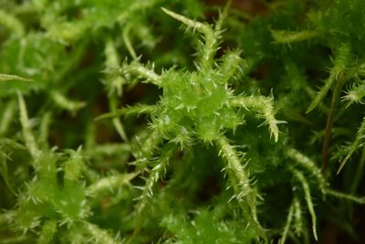 Sphagnum squarrosum, photographed by Braden J. Judson