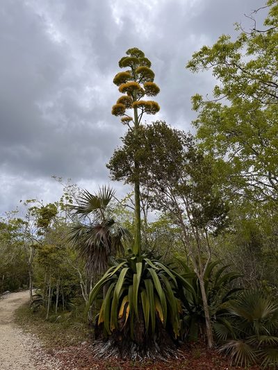 Agave caymanensis, photographed by caymanmatt