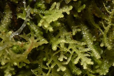 Lepidozia reptans, photographed by Braden J. Judson