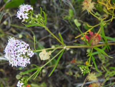 Stenaria nigricans