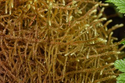 Antitrichia curtipendula, photographed by Braden J. Judson