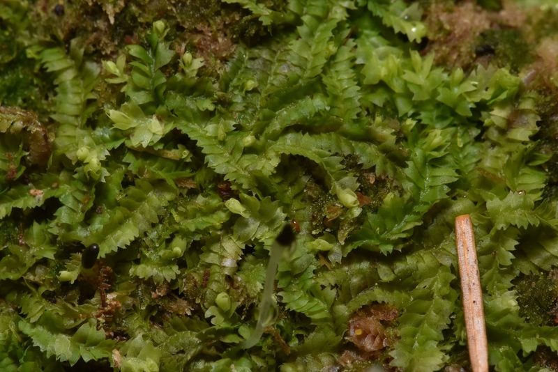 Geocalyx graveolens, photographed by Braden J. Judson