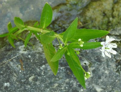 Dianthera americana, photographed by saltyhiker