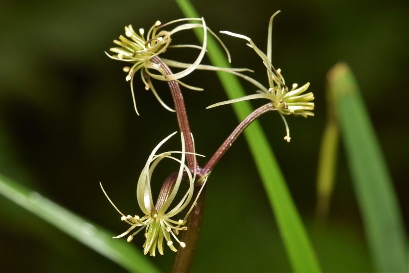 Coptis aspleniifolia, photographed by Braden J. Judson