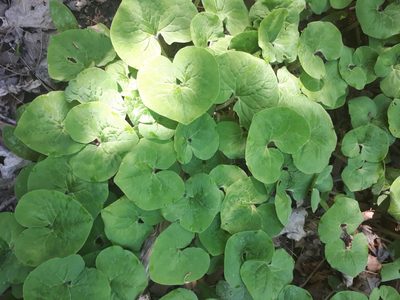 Asarum canadense, photographed by Steph Pereira
