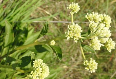 Arnoglossum plantagineum, photographed by saltyhiker